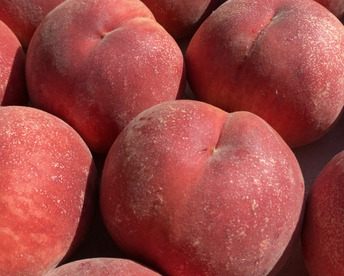 【2026年予約】『なつっこ』🍑高糖度で硬めの桃✨朝採りその日に発送します