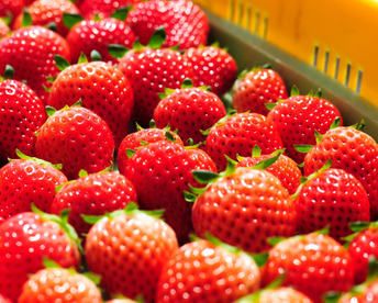 【新旧対決？】とちぎのいちご『とちあいか』・『とちおとめ』2種食べ比べセット（2パック）（260ｇ×2パック）【いちご食べ比べ】「熨斗対応可」