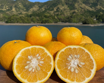 箱込み12kg 甘夏みかん　栽培期間中に農薬、化学肥料不使用【熊本特産】