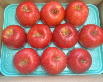 【採れたて】シナノスイート  3kg りんご 甘い  ご家庭用  果物 フルーツ お中元 ギフト リンゴ アップル   おやつ 子供のおやつ 貯蔵りんご おすすめフルーツ まるで採れたて