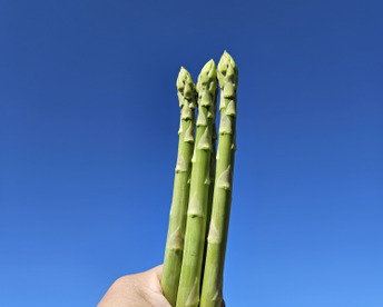 A-1グランプリ金賞【一番人気Lサイズ】「春アスパラガス」1.5kg