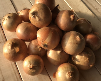 諸物価高騰応援価格‼️甘さと食感が…タマネギSサイズ5kg¥575円❗️北海道　直播玉ねぎ