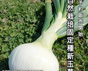 淡路島新玉葱自然栽培3キロ【固定種 在来種　完全農薬不使用　無肥料栽培　種子消毒無し【有機JAS法で認められた農薬・肥料・土壌改良剤も一切不使用】自然の力だけで栽培　数量限定予約販売開始ご予約順次発送