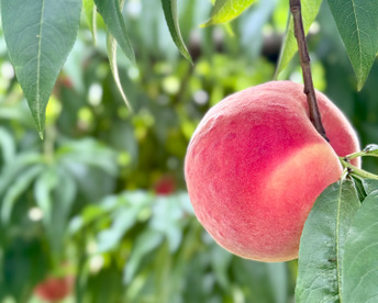[2026年予約受付中]ファン続出の硬い桃！
長野県産　おどろき3kg（約6~9個）