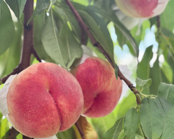 [2026年産受付中]甘くてジューシーな桃
長野県産　なつっこ3kg（約8~9個）