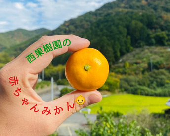 見た目は赤ちゃんサイズ👶でも味は濃厚！西果樹園【超小玉みかん】３キロ