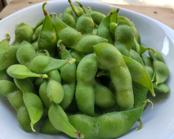 【予約受付開始】松浦さんちの朝採りだだちゃ豆1.2キロ【600ｇ入×2袋】鶴岡特産の枝豆です。