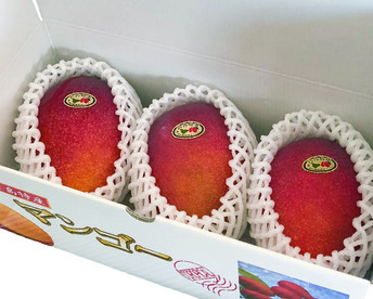 【夏ギフト】沖縄･宮古島産ご贈答用マンゴー1kg／2～3玉（糖度保証／熨斗対応可）