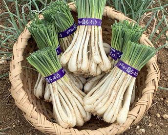 【沖縄 伊江島特産】島らっきょう 3kg