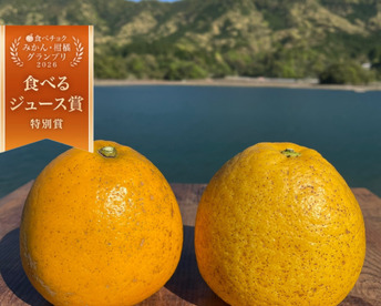 【柑橘食べ比べ】紅河内晩柑&河内晩柑　箱込み2kg　栽培期間中に農薬、化学肥料不使用