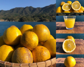 MOTTAINAIみかん！和製グレープフルーツ【河内晩柑】箱込み9kg 栽培期間中農薬不使用だからこそお届けできる冬でも食べられる天草特産の和製グレープフルーツ