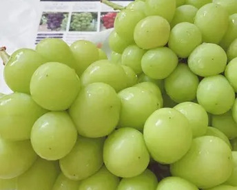 【食べチョクアワード 4年連続受賞！】シャインマスカット粒カットばら　たっぷり1㎏！　フルーツ王国・岡山県産