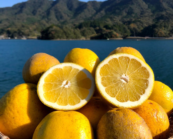 MOTTAINAIみかん！和製グレープフルーツ【河内晩柑】箱込み9kg 栽培期間中農薬不使用だからこそお届けできる冬でも食べられる天草特産の和製グレープフルーツ