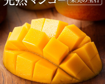 【夏ギフト】果汁たっぷり！糖度15度超えの太陽マンゴー(Mサイズ2玉セット〜618g)