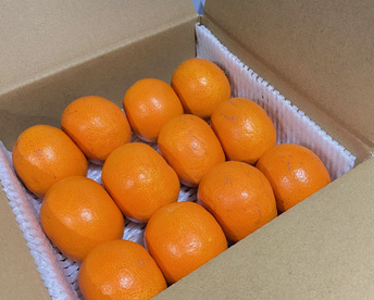 【小さなお口にぴったりフィット】とっても小さい！訳ありだけど今年も甘〜くなった せとか です 2Sサイズ 12個入りご家庭用 みかん