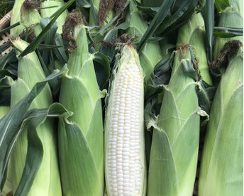 【8月発送】20本🌽北海道産🌽農薬化学肥料除草剤不使用🌽【朝どれ】当日発送🚚甘い‼️白トウモロコシ🌽20本