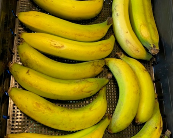 【訳アリ品】　甘くてねっとり　千葉県産房総バナナ　1.8kg（約10～20本）