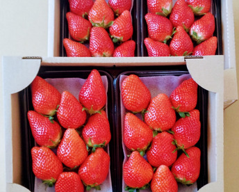 【おまかせ食べ比べ】【12/23までに発送】平詰めDX２箱4パックやよいひめ•よつぼし•おいCベリーから、採れたての新鮮ないちごを2から3品種、サイズおまかせでお届け！甘さ、味の違いを楽しんで！