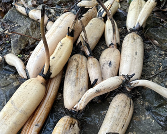 冬こそ皮ごと丸かじり！棚田レンコン 農薬使わずこだわり有機質肥料で育てた棚田れんこん！
