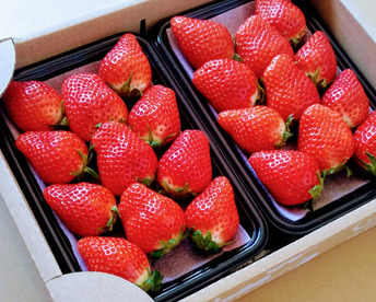 【おまかせ食べ比べ】【12/23までに発送】平詰めDX1箱2パックやよいひめ•よつぼし•おいCベリーから、採れたての新鮮ないちごを2品種、サイズおまかせでお届け！甘さ、味の違いを楽しんで！