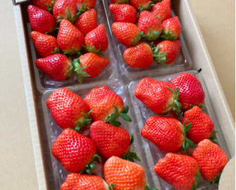 【おまかせ食べ比べ】いちご たっぷり2kg！やよいひめ•よつぼし•おいCベリーから、採れたての新鮮ないちごを2、3品種、サイズおまかせでお届け！甘さ、味の違いを楽しんで！