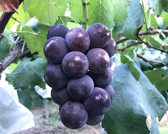 濃厚な甘さとコク！岡山県オリジナル品種「オーロラブラック」