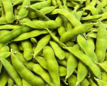 【朝どれ】1度お試しください！味が濃厚！千葉県船橋産こだわり枝豆！1㎏