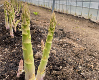 2026春芽！太くてあまーい北海道産アスパラ(2kg )【北海道伊達市ふるさと納税出品商品】