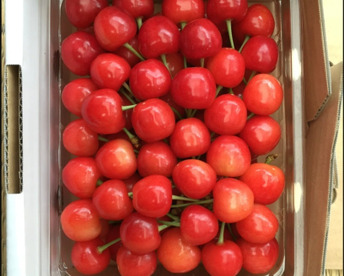 〈早期予約販売🍒20箱限定〉 大粒のみの紅秀峰　500g　2Ｌ以上　パックバラ　６月中旬~７月上旬発送予定　さくらんぼ