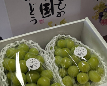 夏ギフト エメラルドグリーンの輝き!矢掛町産シャインマスカット2房箱