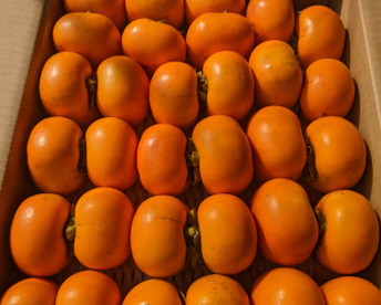 訳あり平核無柿 約6キロ 3０個前後入り（焼酎脱渋）