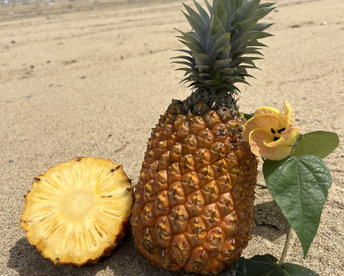 【贈答用】【人生を変えた極上パイナップル！！】樹上完熟ゴールドバレル4玉🍍🍍🍍🍍(4.8kg〜)
