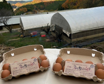 平飼い　輝く初卵　初産み卵　40個
〜縁起物:命みなぎる若鶏からの贈り物〜