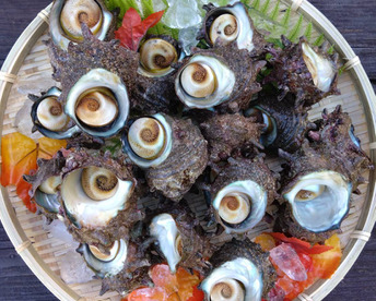 【砂抜き済み 2kg】　『青森県産』天然サザエ　壺焼き・お刺身OK！