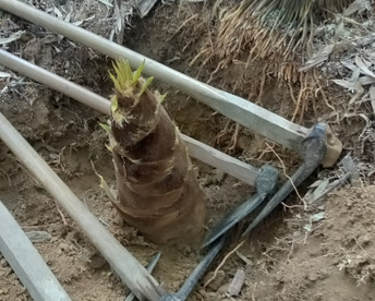 新発売２㎏以上。孟宗竹の朝掘り生筍 ! 。その日に発送。 柔らかエグ味が少ない。５０年以上農薬・化学肥料なし。受付順に発送。2025年実績3月下旬１件、４月上旬50件、４月中旬10件、４月下旬13件