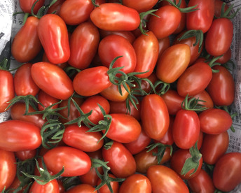 食味を極限まで追求した！フラガールトマト　1kg(500g×2袋）