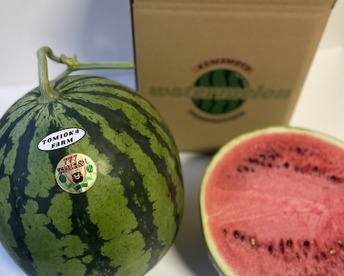 【2026年春！】熊本発！春の大玉スイカ1玉