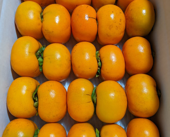 訳あり平核無柿 約４キロ ２０個前後入り（焼酎脱渋）