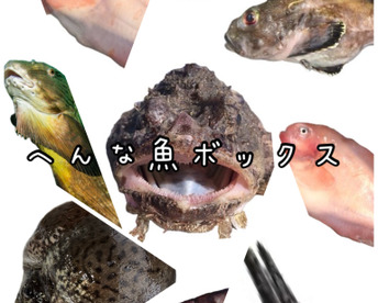 ☆YouTubeで紹介☆ へんな魚ボックス【4月発送再開】魚種指定不可、お届け日指定不可の商品です