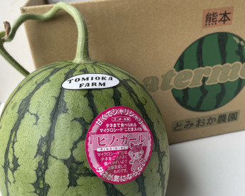 【極み小種】小玉スイカピノガール1玉
