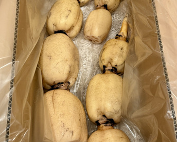 満天☆青空レストラン　じゅん散歩　茨城県土浦市ブランド認定品『市川蓮根』【２キロ】