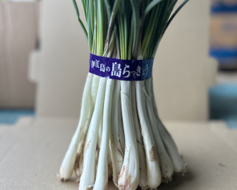 【メール便配送】沖縄 伊江島特産 島らっきょう 500g