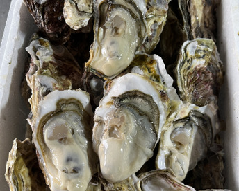 【お得品】一口サイズ海峡牡蠣（8kg）