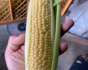 【甘さ自慢】オーガニックとうもろこし　12本セット（4.5kg・サイズ混合）