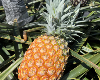 【早い者勝ち】樹上完熟ゴールドバレル4玉(一冠、多冠混合)🍍🍍🍍🍍4.8kg〜