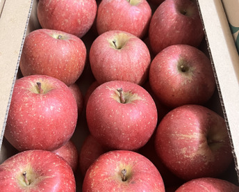 りんご ふじ 10キロ パリパリ まるで採れたて 32個〜36個入り ふじ 10kg 秋田 りんご 訳あり   フルーツ 父の日 ギフト アップル  おやつ デザート 家庭 お菓子作り 直送