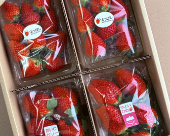 【おまかせ食べ比べ】いちご たっぷり1kg！やよいひめ•よつぼし•おいCベリーから、採れたての新鮮ないちごを2、3品種、サイズおまかせでお届け！甘さ、味の違いを楽しんで！