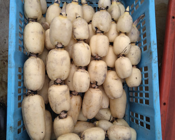 常温便【有機肥料で育てました】秋冬　れんこん　4キロ　レンコン　蓮根