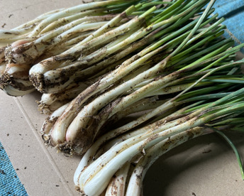 お試し価格【メール便配送300g】沖縄 伊江島特産　軟白島らっきょう 300g