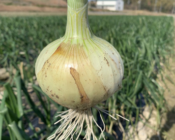 新玉ねぎ七宝3kg🧅シャーロットオニオン　淡路島極熟玉葱　今が旬‼️ 特別栽培農産物